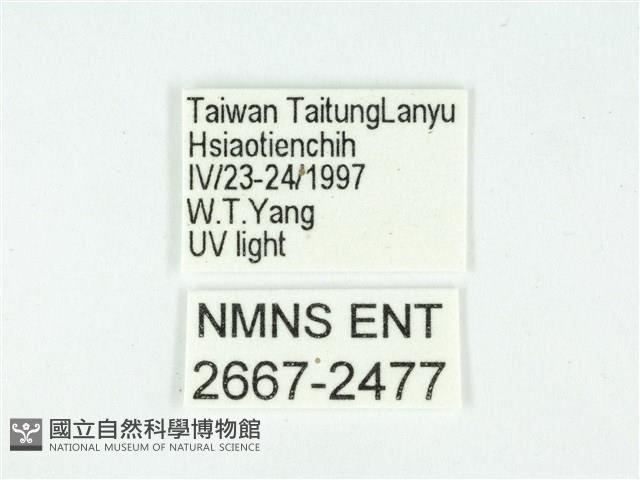 叉紋閃舞蛾藏品圖，第3張