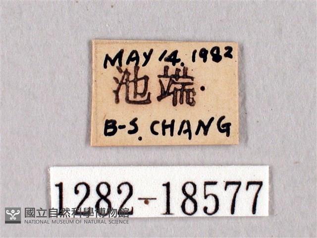 田中洒灰蝶藏品圖，第3張