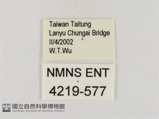 連紋袖弄蝶菲律賓亞種藏品圖，第3張