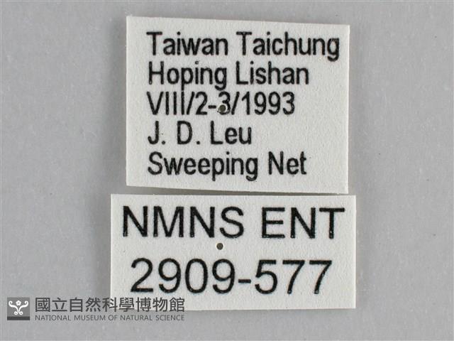 臺灣鉤粉蝶藏品圖，第3張