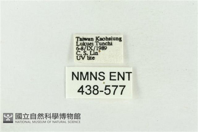 臺洒波紋蛾藏品圖，第3張