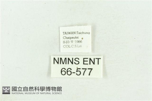 臺灣斑蕊夜蛾藏品圖，第3張