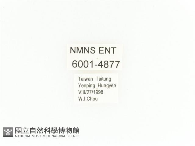 臺灣扇角金龜藏品圖，第2張