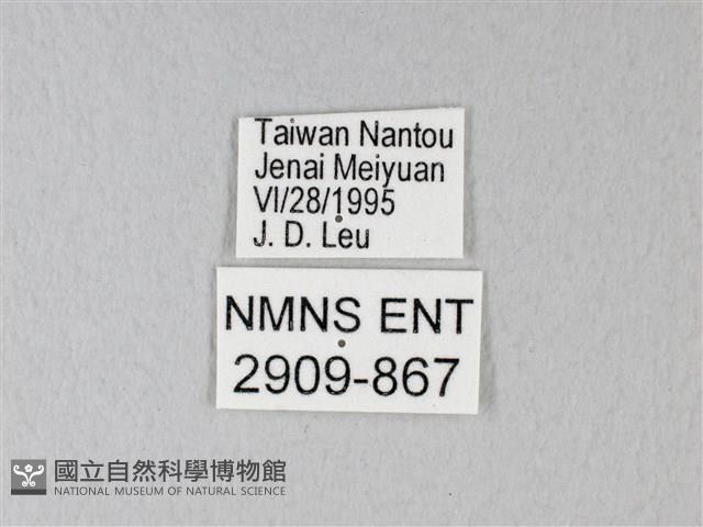 異粉蝶、雌白黃蝶藏品圖，第3張