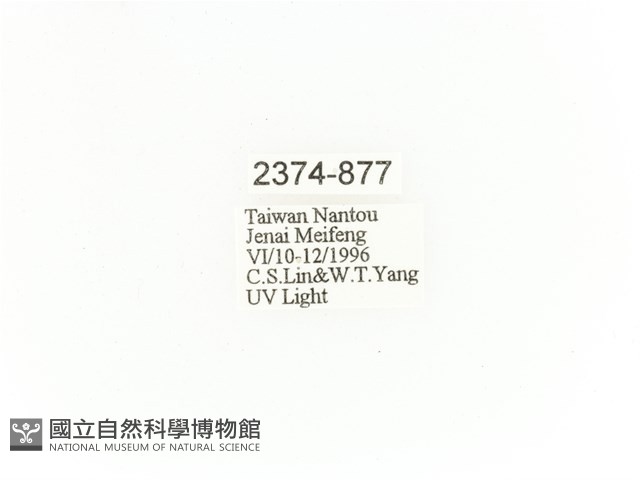 臺灣角金龜藏品圖，第2張