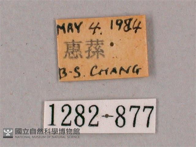 細斜紋霜天蛾藏品圖，第3張