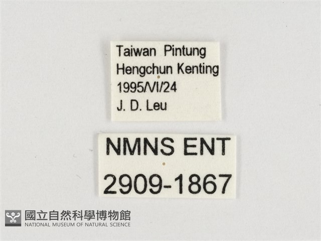 玉帶黛眼蝶藏品圖，第3張