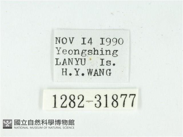 叉紋閃舞蛾藏品圖，第3張