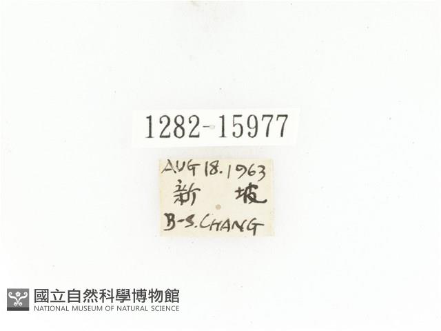 東方白點花金龜藏品圖，第2張