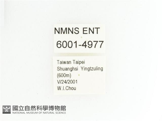 綠艷金龜藏品圖，第2張