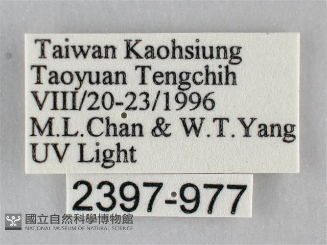 扭擬燈蛾藏品圖，第3張