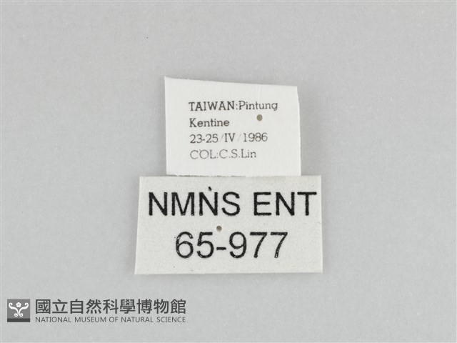 樺斑蝶藏品圖，第3張