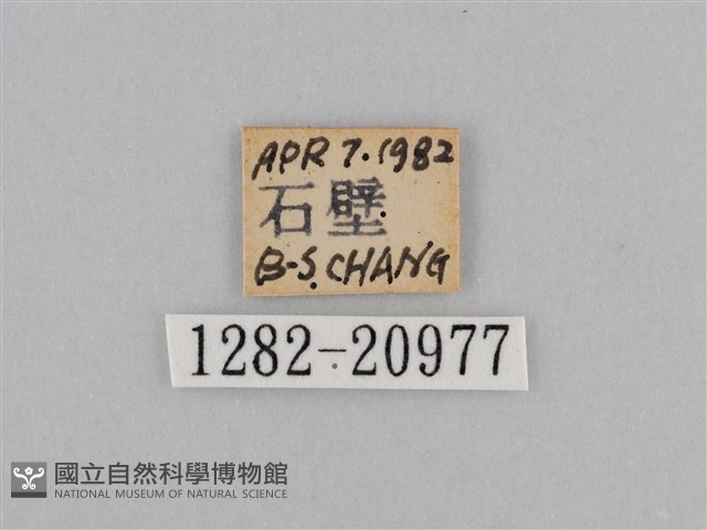 江崎波眼蝶藏品圖，第3張