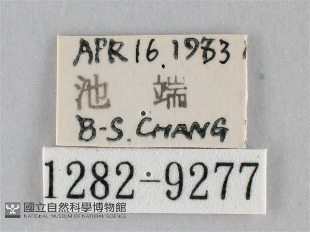 澄線尺蛾藏品圖，第3張