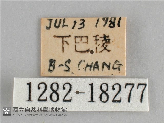 臺灣環蛺蝶藏品圖，第3張