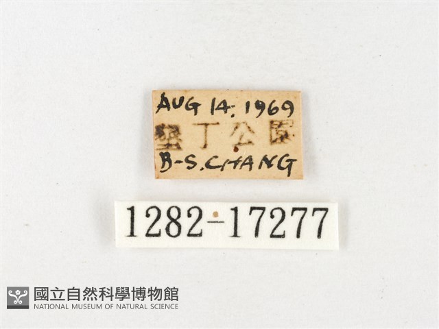 淡色黃蝶藏品圖，第3張