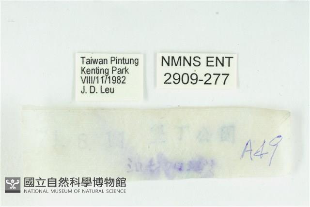 熙灰蝶藏品圖，第3張