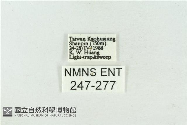 連珠波紋蛾藏品圖，第3張