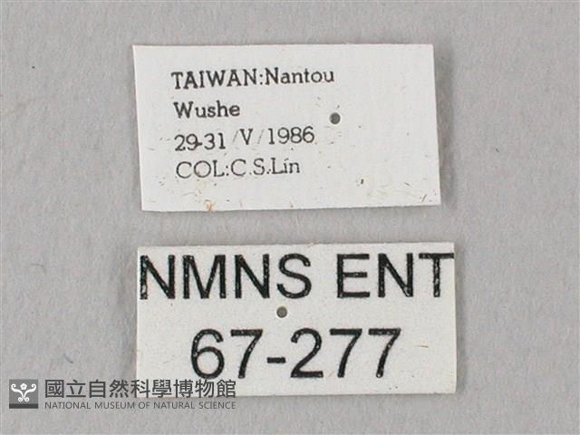 栗六點天蛾藏品圖，第3張