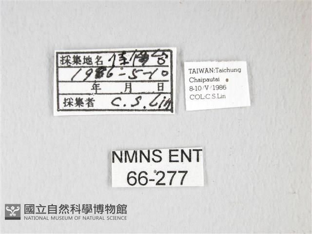 紅目天蠶蛾藏品圖，第3張