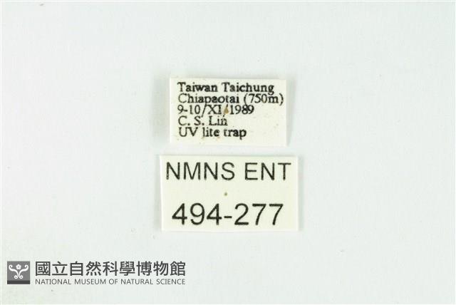 黑翅黃毒蛾藏品圖，第3張