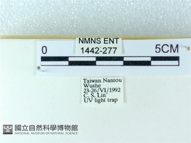 粉蝶燈蛾藏品圖，第3張