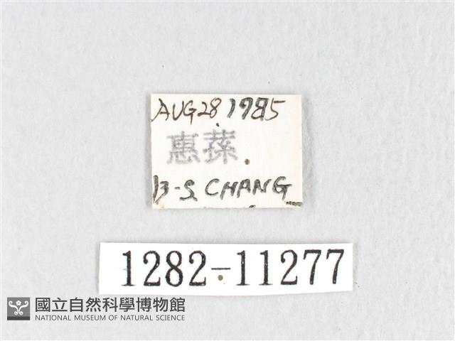 銀肩枯葉蛾藏品圖，第3張