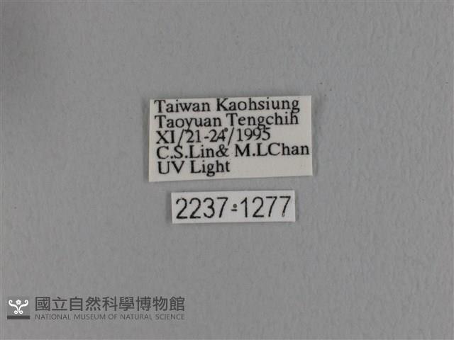 波紋枯葉蛾藏品圖，第3張