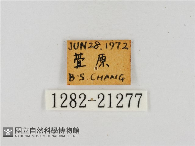 臺灣流星弄蝶藏品圖，第3張