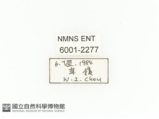 臺灣扇角金龜藏品圖，第2張