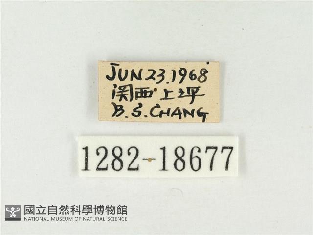 大娜波灰蝶藏品圖，第3張