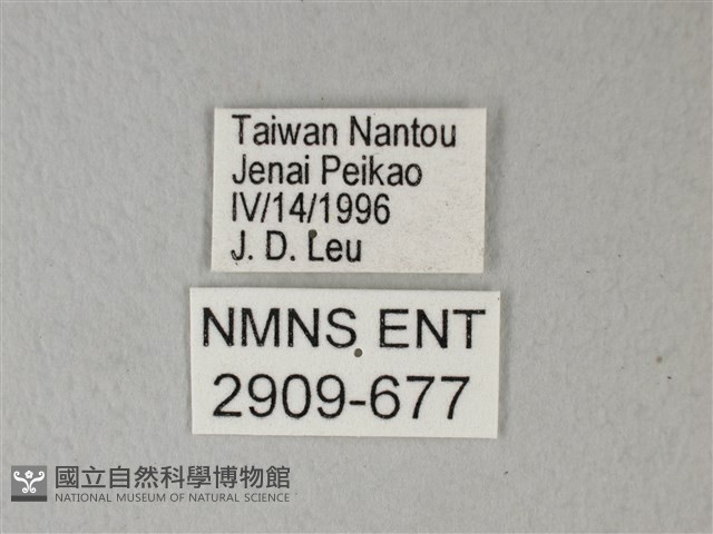 異粉蝶、雌白黃蝶藏品圖，第3張