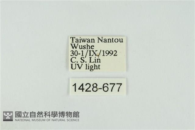 黑翅黃毒蛾藏品圖，第3張