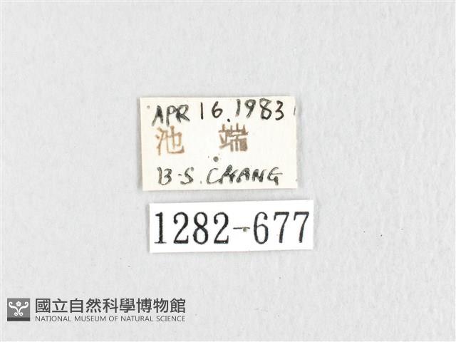 鋸紋枯葉蛾藏品圖，第3張