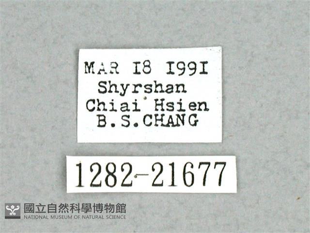 灰舟蛾藏品圖，第3張