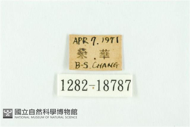 南方洒灰蝶藏品圖，第3張