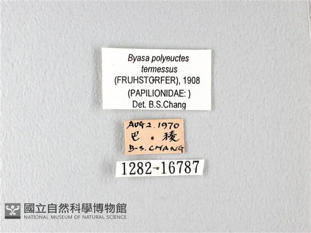 多姿麝鳳蝶藏品圖，第3張