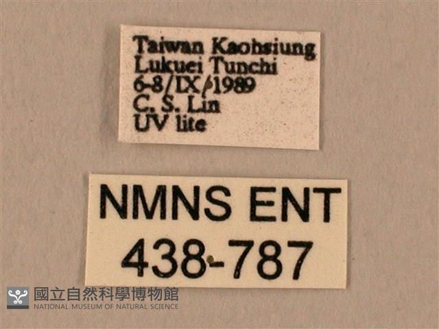 棕綠背線天蛾藏品圖，第3張