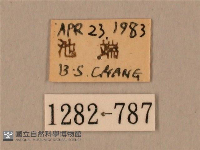 棕綠背線天蛾藏品圖，第3張