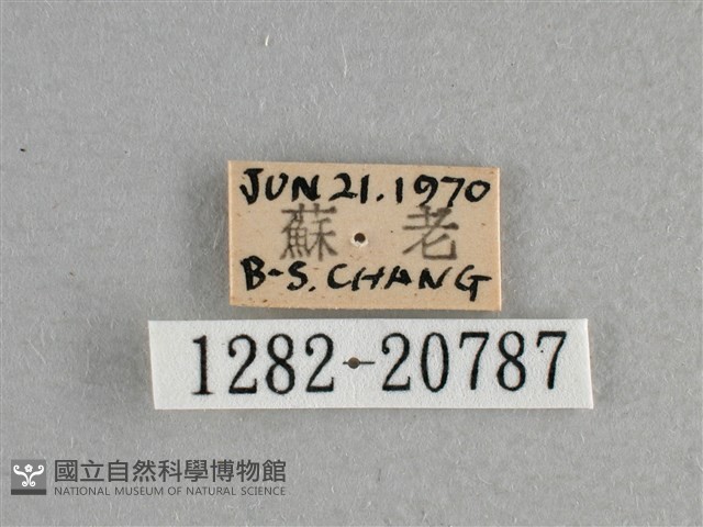 小稻弄蝶藏品圖，第3張
