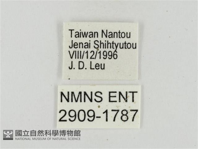 熱帶白裙弄蝶藏品圖，第3張