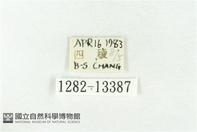 樹形尺蛾藏品圖，第3張