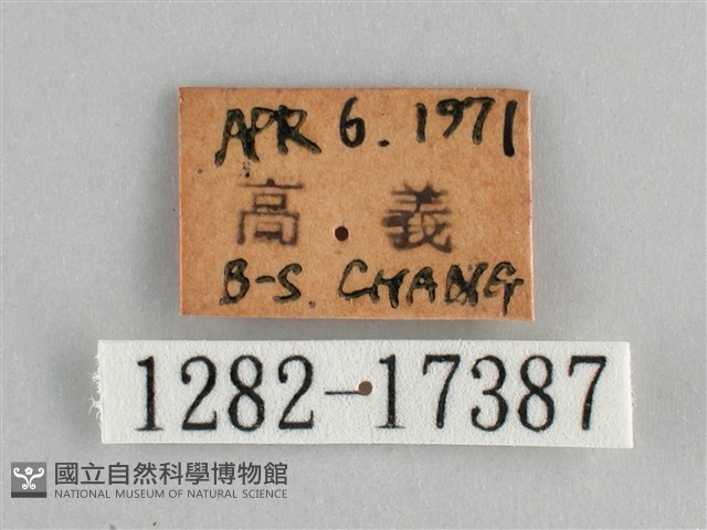 鱗紋眼蛺蝶藏品圖，第3張