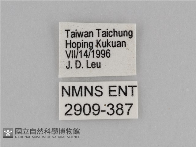 紫帶眉眼蝶藏品圖，第3張