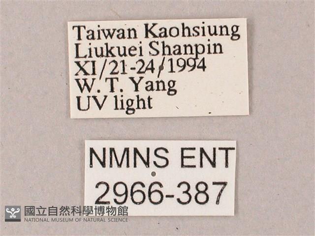 單斜紋天蛾藏品圖，第3張