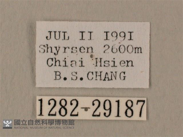 斜線天蛾藏品圖，第3張