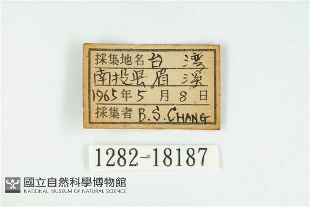 臺灣玄灰蝶藏品圖，第3張