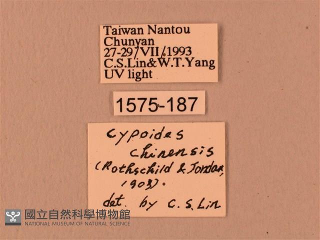 楓天蛾藏品圖，第3張