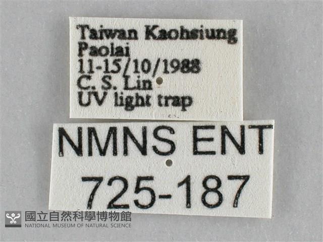 橙擬燈蛾藏品圖，第3張