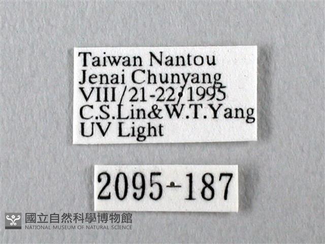 長尾水青蛾藏品圖，第3張